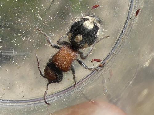 Réf. 270 739 : Ronisia brutia